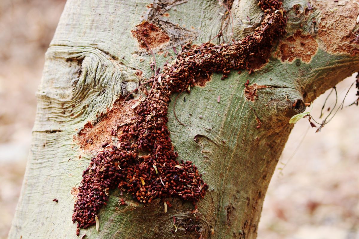 Termites: How to Identify, Prevent, and Control Infestations in Homes & Crops